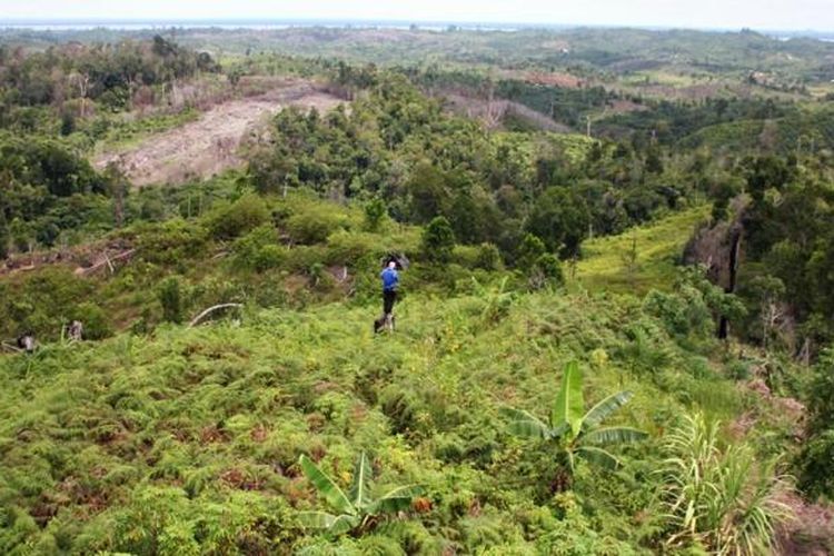 Lebih dari 40 persen kawasan hutan lindung pulau Nunukan menjadi kebun sawit. Belum lagi minimnya pengawasan disebabkan berlakunya Undang Undang 23 membuat pelaku illegal loging semakin berani menjarah hutan lindung. Dalam sehari Polisi Khusus Hutan Kabuapten Nunukan melaporkan 5 truk kayu diangkut par apelaku illegal loging.