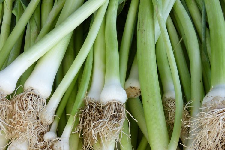 Ilustrasi daun bawang.