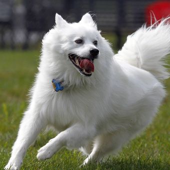 Ilustrasi ras anjing American Eskimo Dog. 