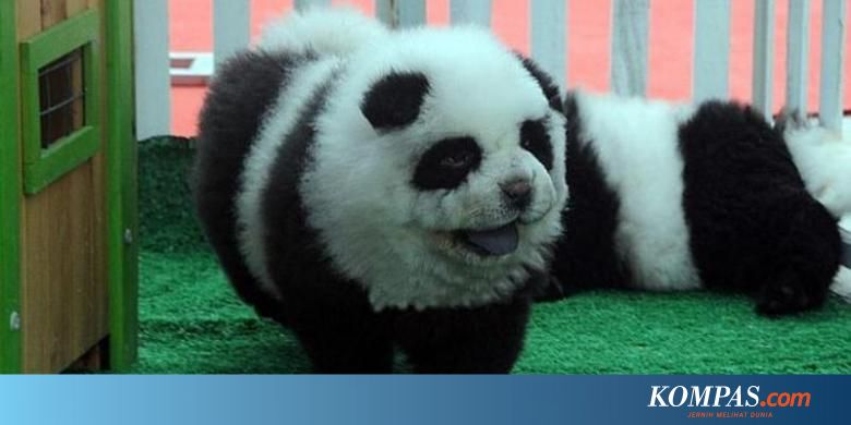 Hobi Baru Warga China Memelihara Anjing Panda