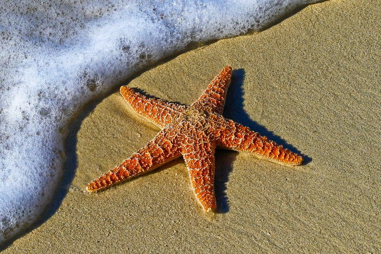 Bintang laut adalah hewan yang berkembangbiak secara vegetatif melalui fragmentasi
