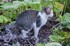 Cara Mencegah Kucing Liar Buang Air Besar di Halaman Rumah