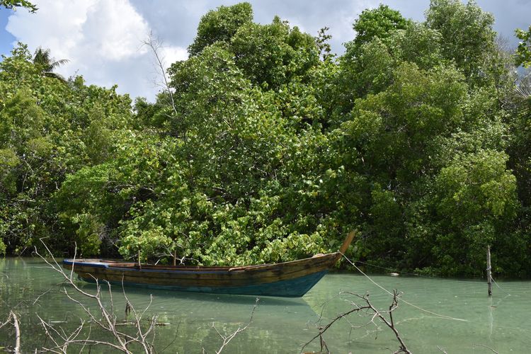 Mangrove di Desa Pengudang, Bintan, Kepri