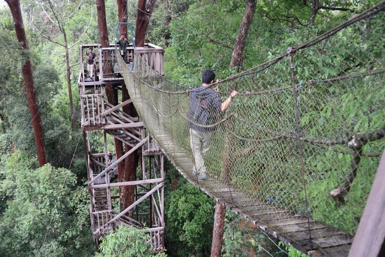 Pengunjung melintasi jembatan tali yang menghubungkan satu pohon dengan pohon lain dengan ketinggian 30 meter di wisata alam Bukit Bangkirai, Samboja, Kutai Kartanegara, Jumat (25/10/2019). 
