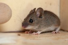 6 Penyebab Tikus Masuk ke Rumah, Bisa Bawa Penyakit