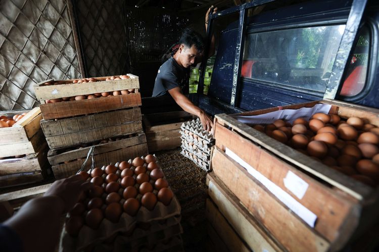 Peternak ayam petelur mensortir telur usai panen di kawasan Cibinong, Kabupaten Bogor, Selasa (23/8/2022). Dalam dua pekan ini harga telur terus mengalami kenaikan harga. Ditingkat peternak harga telur dijual Rp 28.500 per kilogram. Sedangkan di pedagang harga telur mencapai Rp 31.000 per kilogram.