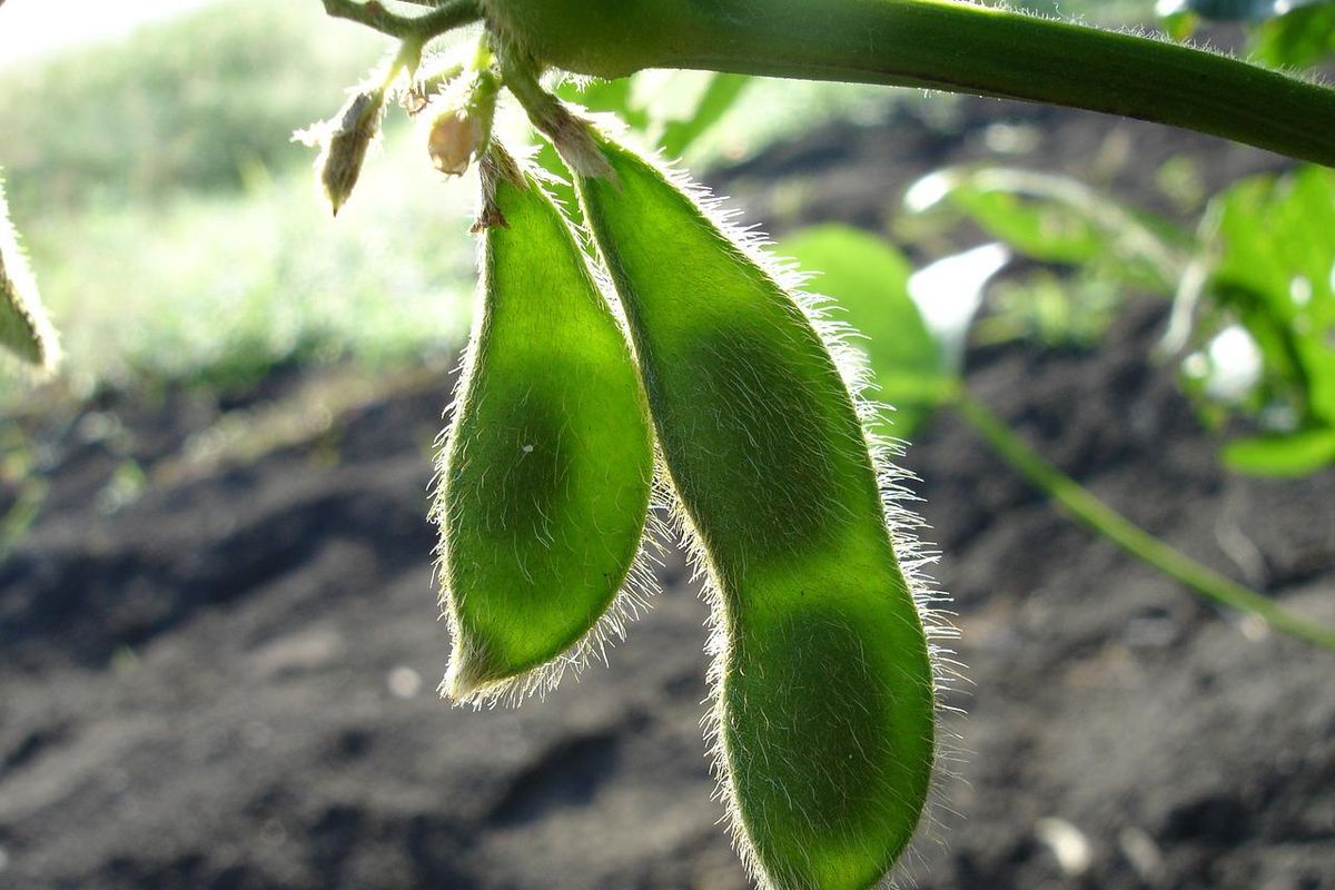 polong tanaman kedelai