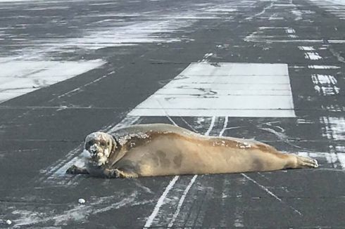 Berjemur, Hewan Ini Repotkan Petugas Bandara di Alaska