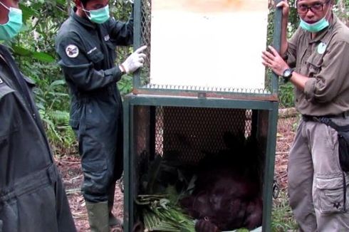 Lima Orangutan Dilepasliarkan ke Hutan Kehje Sewen Kutai Timur 