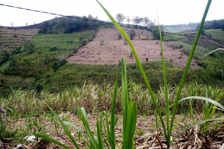 Tanaman tebu mendominasi lahan perbukitan di kawasan hutan yang gundul di wilayah Kecamatan Wonotirto, Kabupaten Blitar, Kamis (3/8/2023)