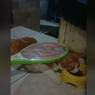 Viral, Video Cara Mematikan Kutu dengan Raket Listrik ke Tubuh Kucing, Ini Penjelasan Dokter...