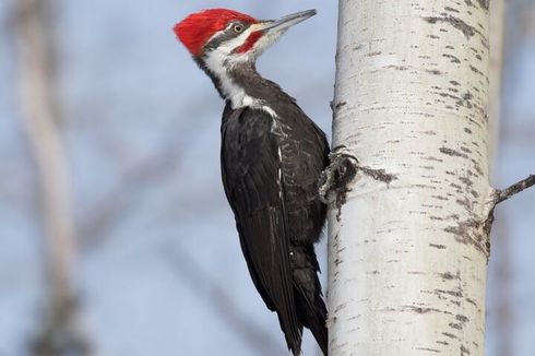 Sering Patuk Pohon, Mengapa Burung Pelatuk Tak Alami Cedera Otak?