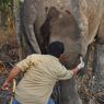 Cari dan Obati Gajah yang Kesakitan akibat Pembengkakan Kaki, Tim Medis BBKSDA Riau Tempuh Jalur Sulit di Hutan