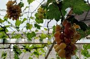 Kisah Warga Setu Olah Sampah Organik untuk 'Urban Farming' Tanaman Anggur