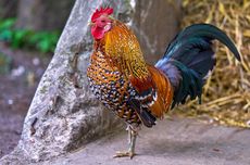 Nasionalisme Suara Ayam Jago Berkokok