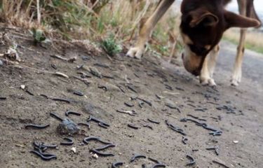 Sama-Sama Berkaki Banyak, Ahli Ungkap Perbedaan Kelabang Dan Luwing Halaman  All - Kompas.com