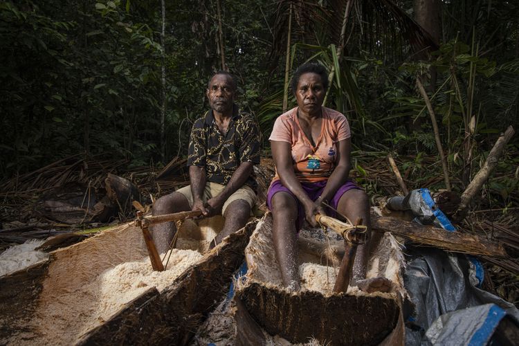 Amos Kalami dan istrinya, Batseba Mobilala, memanen sagu di hutan hujan dataran rendah Malagufuk di Desa Malagufuk, Kabupaten Sorong, Papua Barat Daya.
