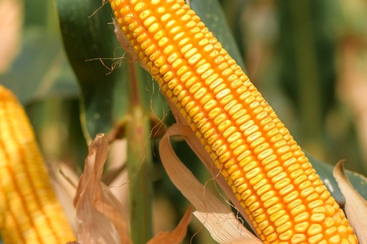 Ilustrasi tanaman jagung, 