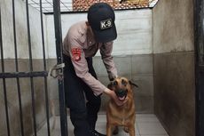 Pukul Anjing K9 untuk Didisiplinkan, Bolehkah?