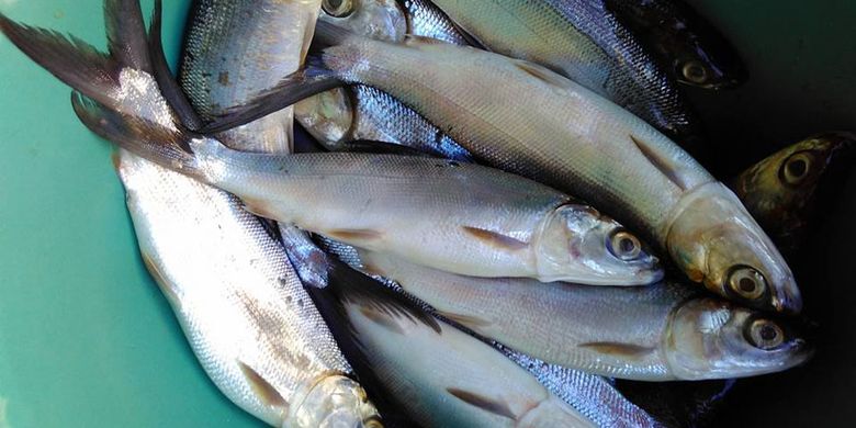 Harga Bahan Pokok Jumat 4 Oktober 2024, Harga Ikan Kembung Naik, Daging Sapi Murni Turun