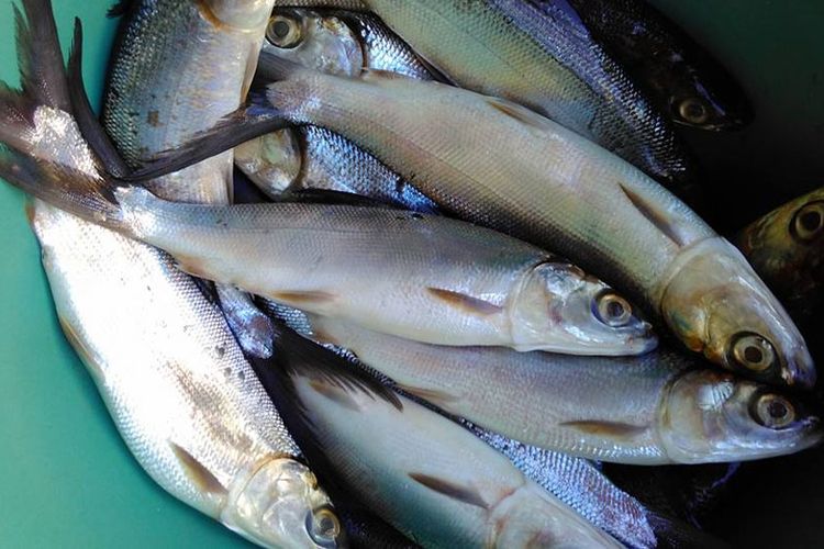 Ikan bandeng (Chanos chanos) dari Kabupaten Pohuwato. Proses penambahan nilai pada produk ini akan meningkatkan pendapatan masyarakat.