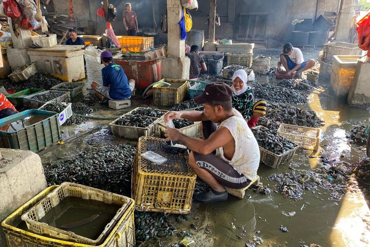 Para pengupas kerang hijau di Kampung Nelayan Cilincing, Jakarta Utara mengais rezeki di pusat pengupasan kerang yang tak jauh dari pesisir. 