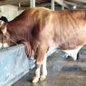 Sapi Suro 1,07 Ton Jadi Hewan Kurban Presiden Prabowo di Jepara pada Idul Adha 2026
