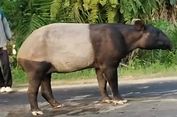 WWF Usul Ada Edukasi Perlindungan Satwa Liar di Sekolah