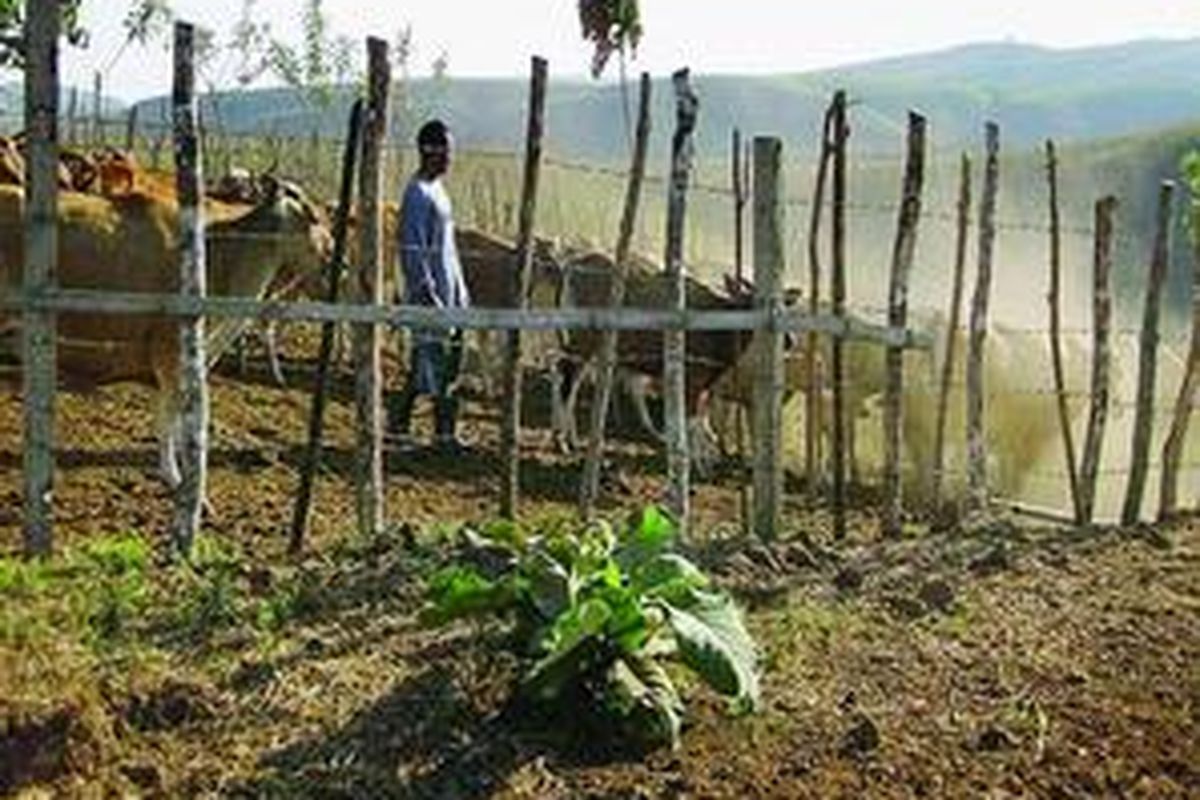 Oktavianus Tipnone melepas ternak dari kandang di areal peternakan yang dikelola biara Karmel di Kampung Maronggela, Desa Wolomeze, Kabupaten Ngada, Nusa Tenggara Timur, Sabtu (19/9).