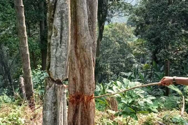 Puluhan pohon di hutan Penggunungan Sanggabuana dibabat.
