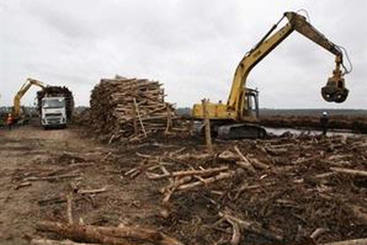 People and cranes work at an acacia plantation belonging to a pulp and paper factory