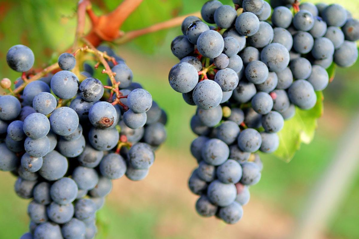 Ilustrasi tanaman anggur, menanam anggur.