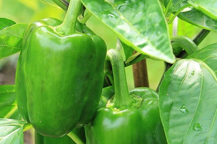 Ilustrasi tanaman paprika