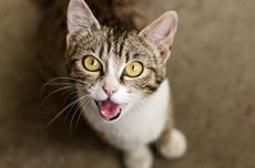 Top 3 News: Jaksa Sebut Nadiem Makarim Terima Rp 809 Miliar Hasil Pengadaan Chromebook