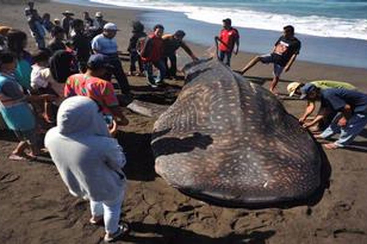Ilustrasi. Bangkai hiu paus yang terdampar di Pantai Baru, Pandansimo, Bantul, DI Yogyakarta, menjadi tontonan bagi warga setempat serta wisatawan, Kamis (2/8/2012). Sebagian dari mereka menadah tetesan air dari bangkai itu untuk dibawa pulang. Mereka percaya bisa untuk obat.