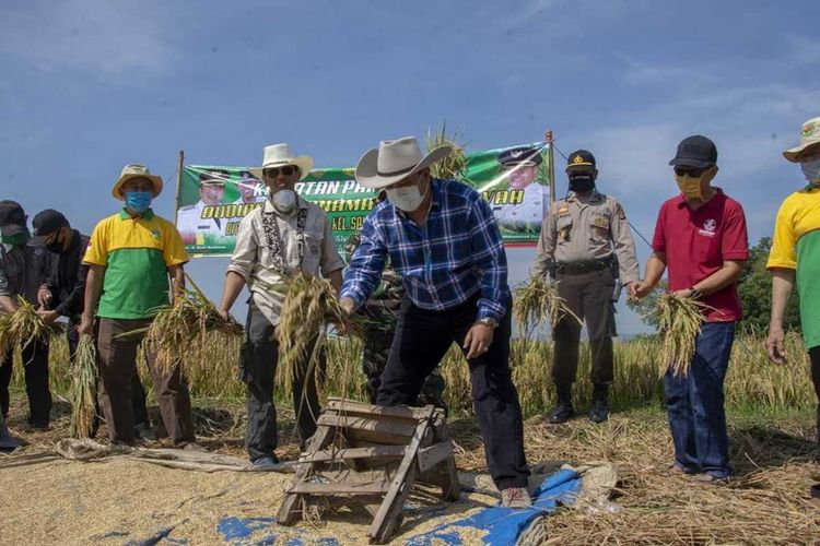 Wali Kota Tasikmalaya Budi Budiman, memimpin panen raya sebagai keberhasilan petani menyuplai stok beras untuk masyarakat setempat di masa pandemi corona sekarang ini, Minggu (19/4/2020).