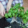 5 Cara Menanam Kemangi di Dalam Pot, Mudah dan Banyak Manfaat