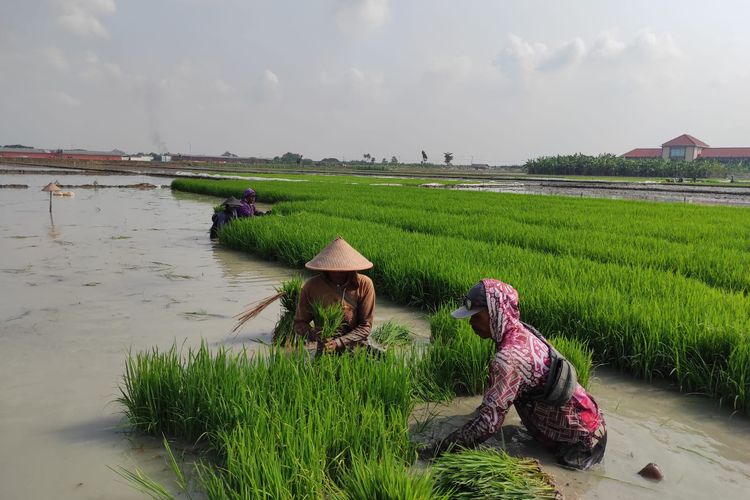 Dilarang Alih Fungsi Lahan Pertanian Berkelanjutan