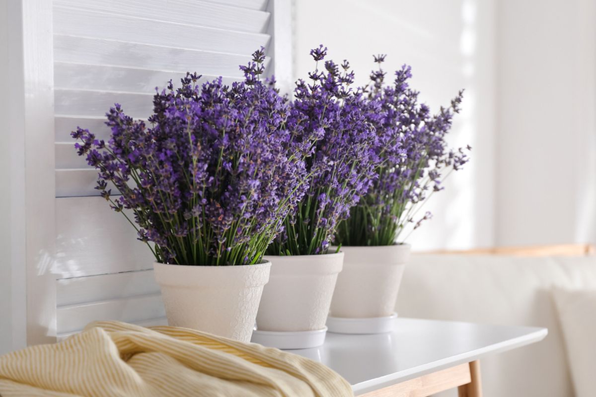 Ilustrasi tanaman bunga lavender di pot.