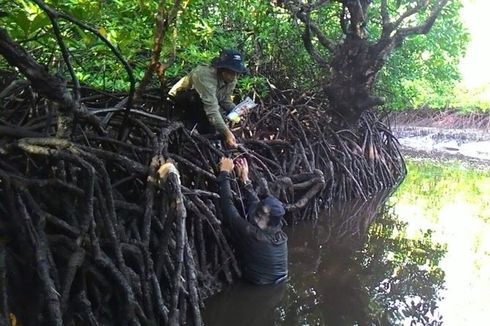 Potensi Kemaritiman Indonesia: Hutan Mangrove