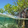 Pulau Kaledupa Wakatobi Jaga Mangrove Alami dengan Kearifan Lokal
