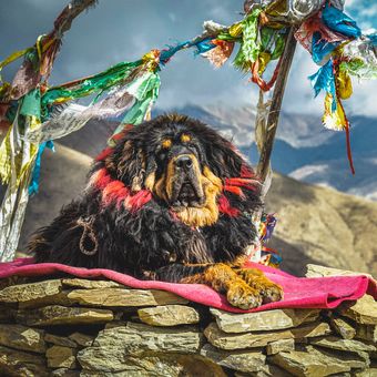 Harga tibetan mastiff cheap