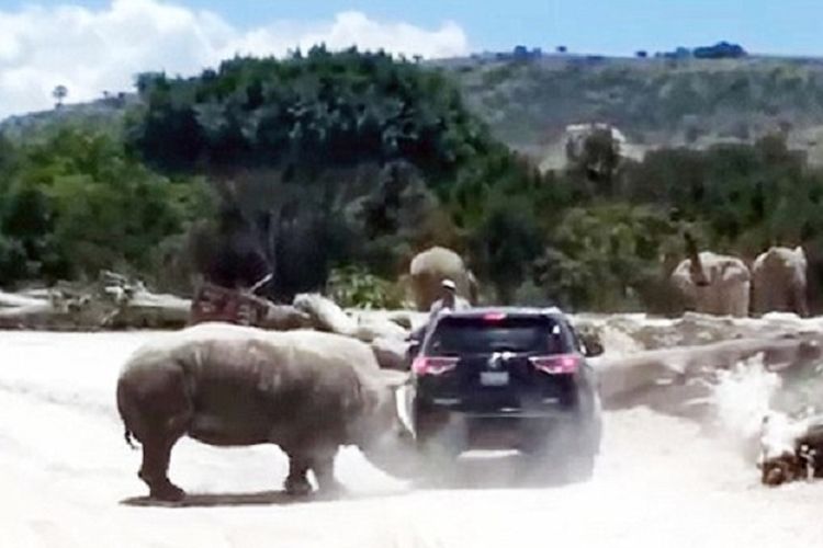 Seekor badak terekam kamera menyerang sebuah mobil di sebuah taman safari di Meksiko.
