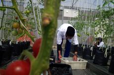 BRIN Kembangkan "Smart Greenhouse" untuk Pertanian Berkelanjutan di Kalteng 