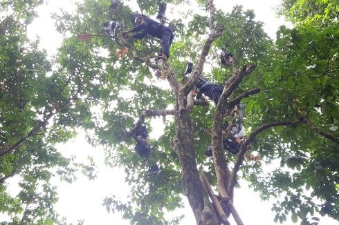 Melihat Pohon Duku Berusia 100 Tahun di Condet yang Buahnya Pernah Jadi Hidangan Istana