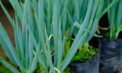 Cara Menanam Bibit Daun Bawang di Polybag yang Benar agar Cepat Tumbuh