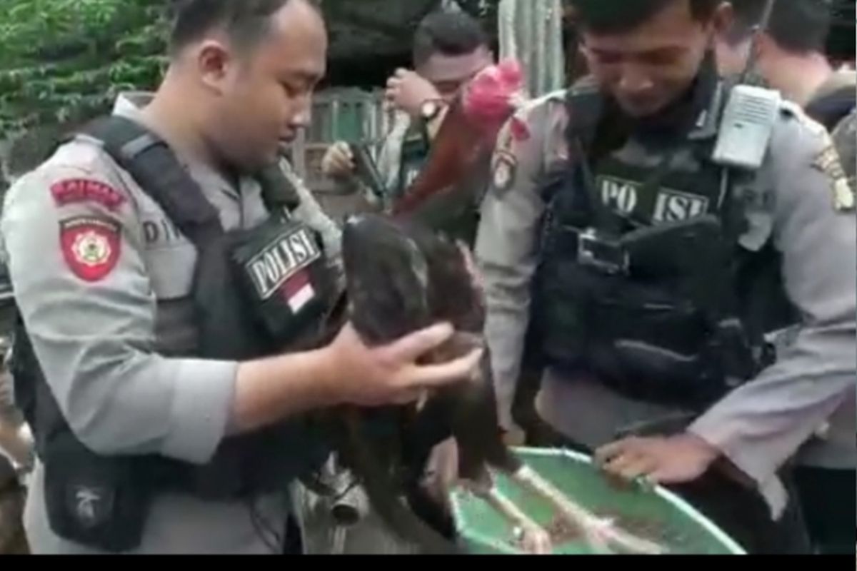 Polisi tangkap para tersangka pelaku sabung ayam beromzet jutaan rupiah di Cakung, Jakarta Timur, Kamis (20/12/2018)