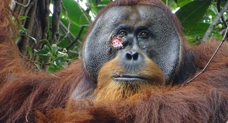Bak Manusia, Orangutan Dapat Manfaatkan Tanaman sebagai Obat