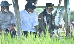 Mentan SYL Berupaya Perluas Budi Daya Padi IP 400 di Bulukumba Menjadi 2.000 Hektar