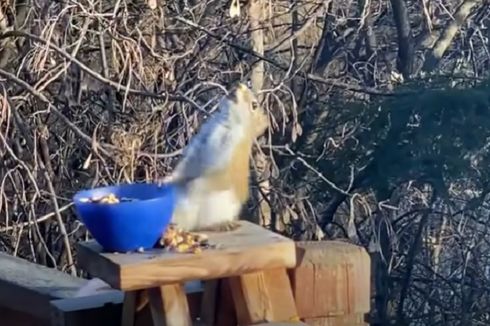 [VIDEO] Viral Seekor Tupai Mabuk karena Makan Buah Pir yang Terfermentasi